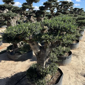 Olea Europaea (Olivovník európsky) ´HOJIBLANCA´ - výška 150-160 cm, obvod kmeňa 100/110 cm - BONSAJ - STARÝ A VZÁCNY EXEMPLÁR - VEK 50-60 rokov (-12°C)